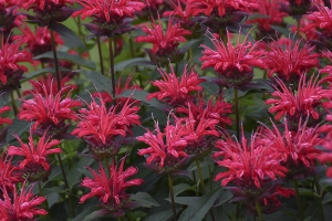 Monarda 'Red Velvet' 